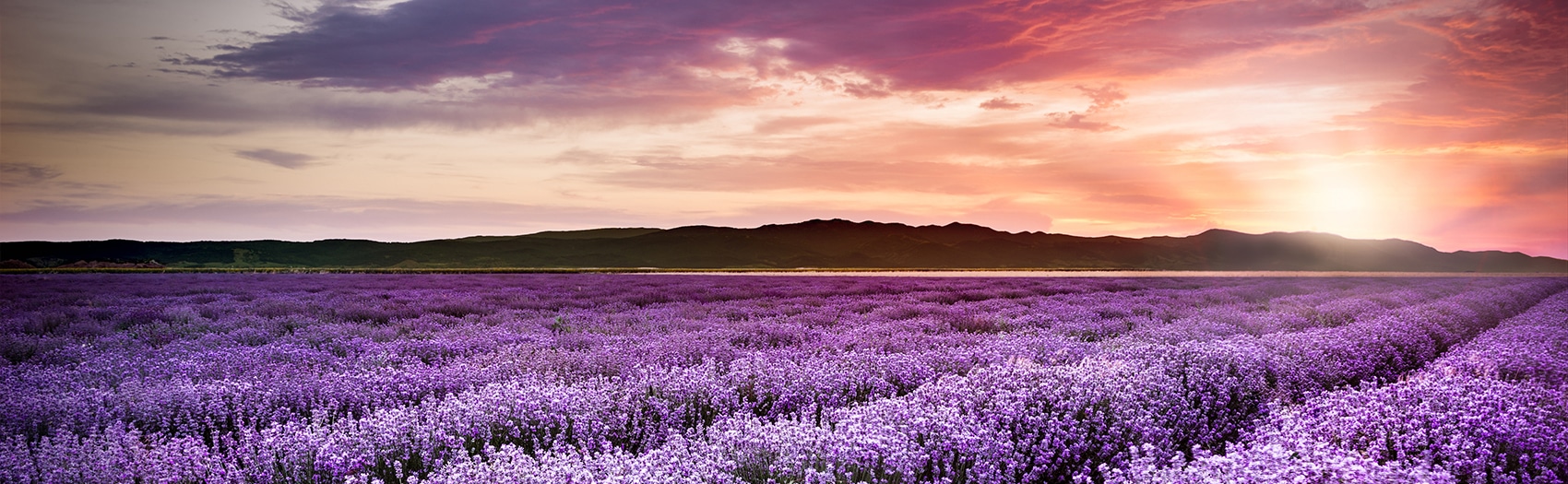 Counseling for Relationship Issues - photo depicts a peaceful scene of a field of purple flowers at sunset